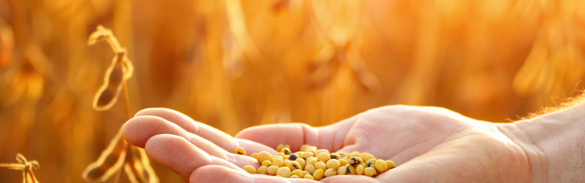 O produto ideal para a sua lavoura, do plantio à colheita